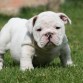 NUTIBARA BULLDOG INGLES